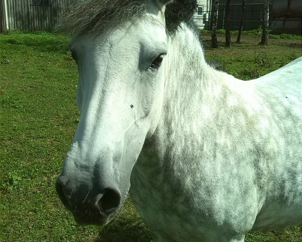 dressage horse Stella 551 (unknown, 2002)