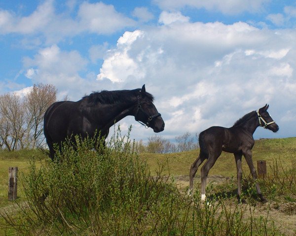 broodmare Tara (Oldenburg, 2015, from Scuderia)