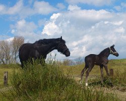 broodmare Tara (Oldenburg, 2015, from Scuderia)