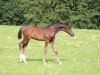 dressage horse Florentine (Westphalian, 2016, from For Romance I)