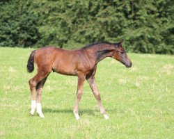 dressage horse Florentine (Westphalian, 2016, from For Romance I)