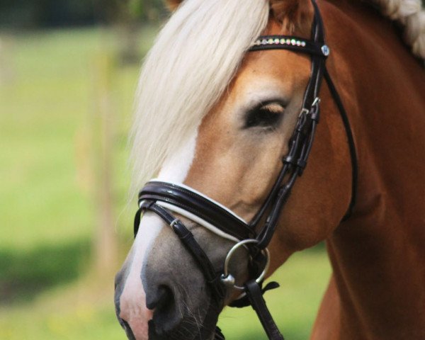horse Sina (3,52% ox) (Edelbluthaflinger, 2011, from Starbuck (7,03% ox))