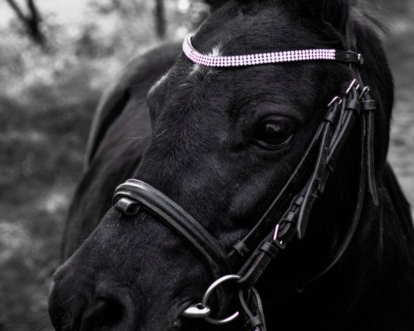 Pferd Emma (Shetland Pony, 2005)