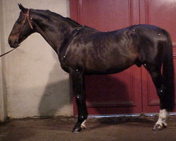 stallion Vert et Rouge (Selle Français, 1987, from Jalisco B)