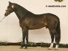 stallion Qody de St Aubert (Selle Français, 2004, from Fidji du Fleury)