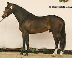 stallion Qody de St Aubert (Selle Français, 2004, from Fidji du Fleury)