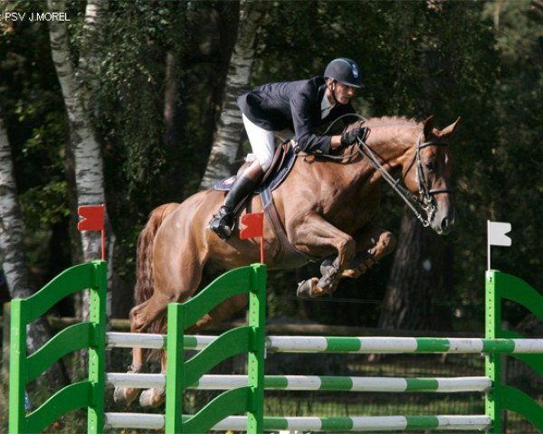 Deckhengst Noam de la Bouverie (Selle Français, 2001, von Baloubet du Rouet)