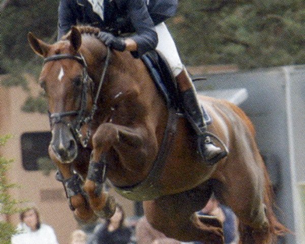 horse Utopia de St. Aubert (Selle Français, 2008, from Noam de la Bouverie)