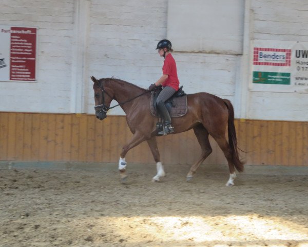 dressage horse Finest Donnerhall (Hanoverian, 2013, from Fürst Donnerhall)