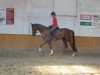 dressage horse Finest Donnerhall (Hanoverian, 2013, from Fürst Donnerhall)