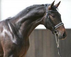 dressage horse Incognito (KWPN (Royal Dutch Sporthorse), 2013, from Sorento OLD)