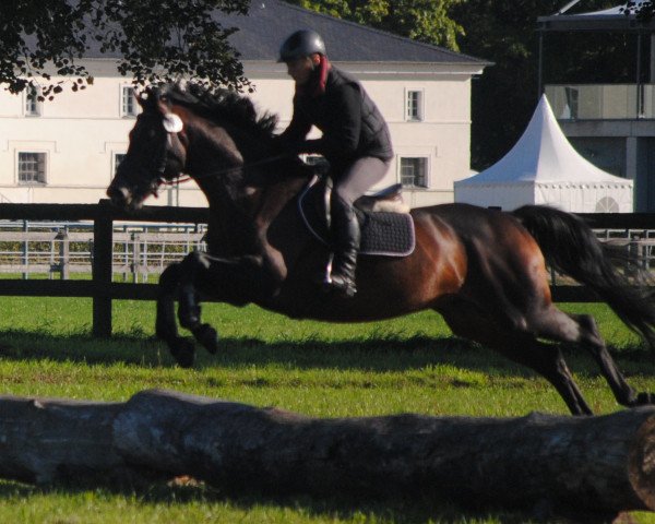 stallion Hennessey 7 (Trakehner, 2010, from Konvoi)