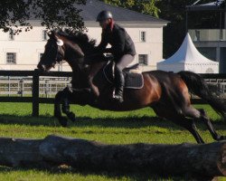 Springpferd Hennessey 7 (Trakehner, 2010, von Konvoi)