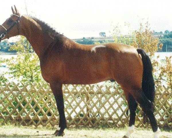 horse Elf d'Or (Selle Français, 1992, from Qredo de Paulstra)