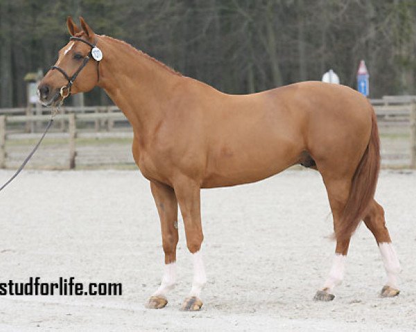 Pferd Patouche de Saint-Aubert (Belgium Sporthorse, 1999, von Elf d'Or)