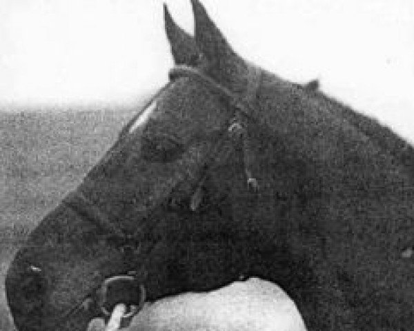 stallion Imam d'Or (Selle Français, 1974, from Ibrahim AN)