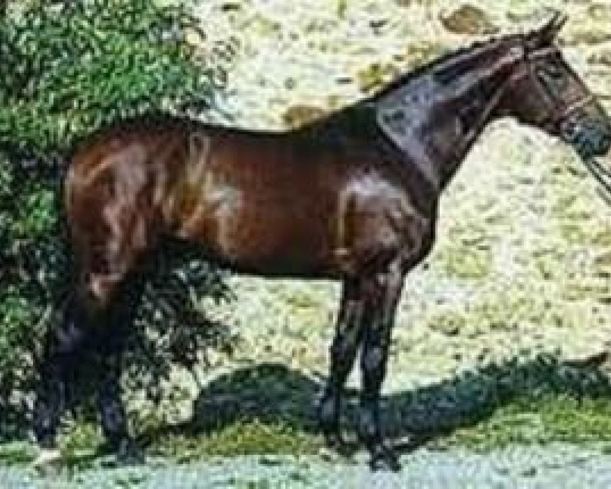 Deckhengst Damoiseau d'Or (Selle Français, 1991, von Paladin des Ifs)