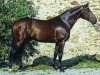 stallion Damoiseau d'Or (Selle Français, 1991, from Paladin des Ifs)