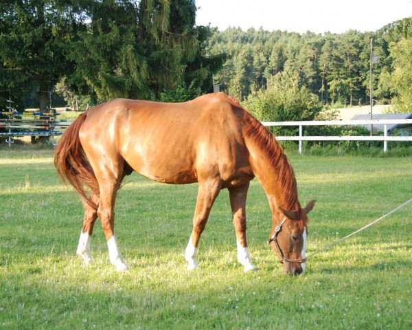 jumper Quendor (German Sport Horse, 2005, from Quinn Step)