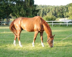 Springpferd Quendor (Deutsches Sportpferd, 2005, von Quinn Step)