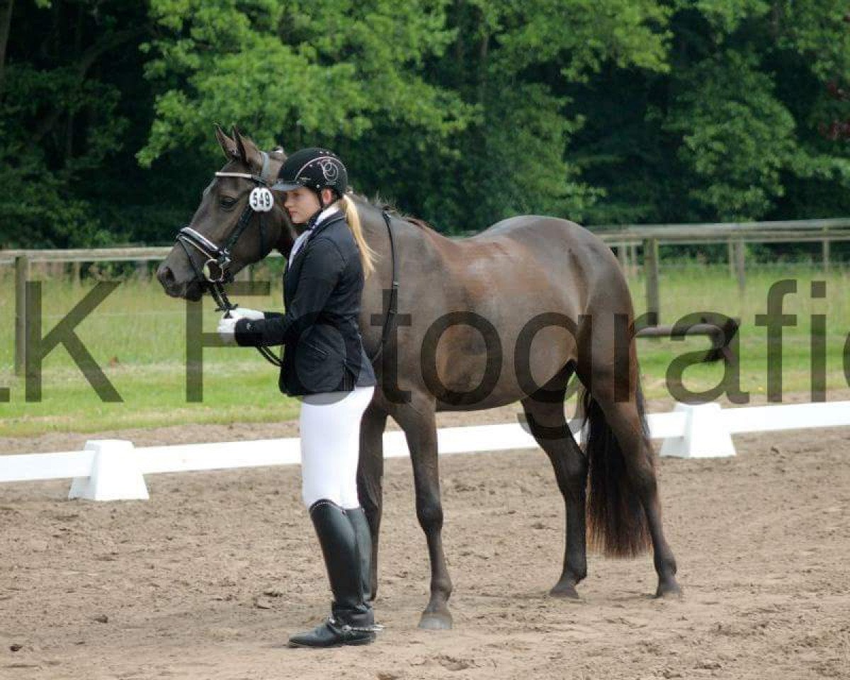 dressage horse Savannah 55 (Pony without race description, 2012, from Mighty Diamond)