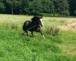 broodmare Gina (German Riding Pony, 1991, from Granat)