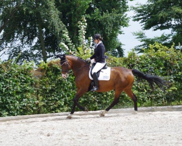 dressage horse Duke of Sunshine (Hanoverian, 2005, from Dauphin)