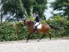 dressage horse Duke of Sunshine (Hanoverian, 2005, from Dauphin)