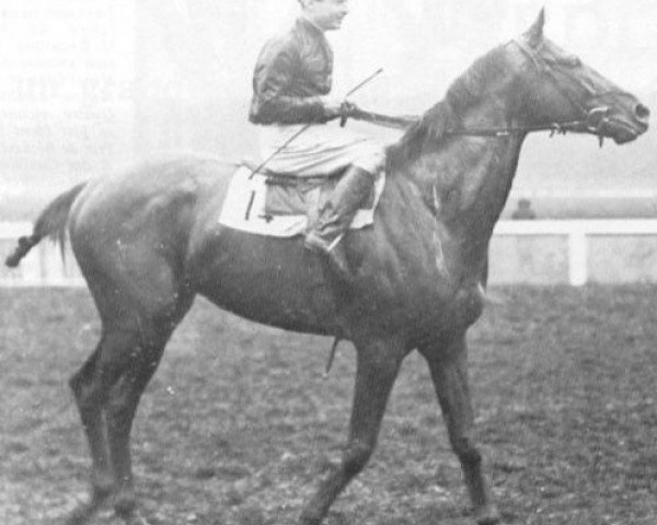 stallion Maurepas xx (Thoroughbred, 1937, from Aethelstan xx)