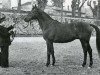 stallion Verdi xx (Thoroughbred, 1947, from Maurepas xx)