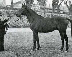 stallion Verdi xx (Thoroughbred, 1947, from Maurepas xx)