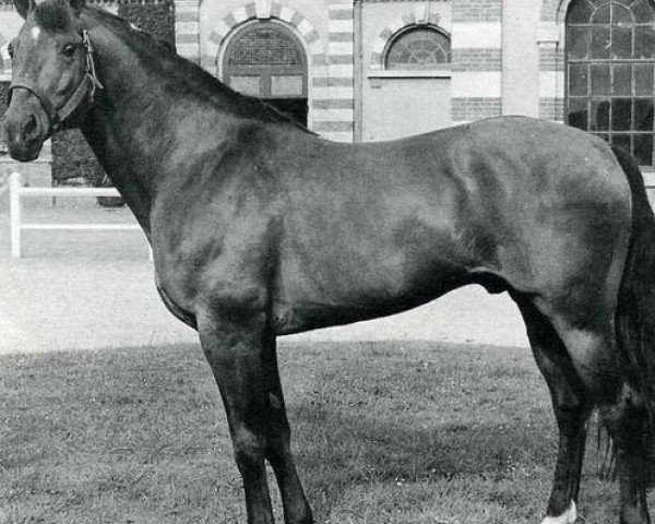stallion Feu Sacre (Selle Français, 1971, from Mersebourg)