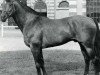 stallion Feu Sacre (Selle Français, 1971, from Mersebourg)