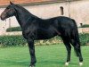 stallion Drakkar des Hutins (Selle Français, 1991, from Narcos II)