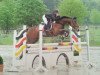 horse Aron 248 (German Warmblood, 1996, from Unbekannt)