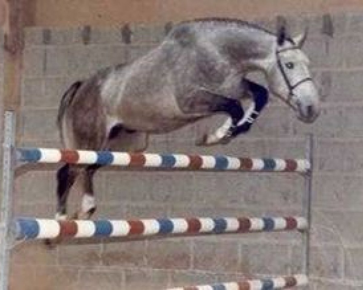 stallion Onyx IV (Selle Français, 1980, from Jalisco B)