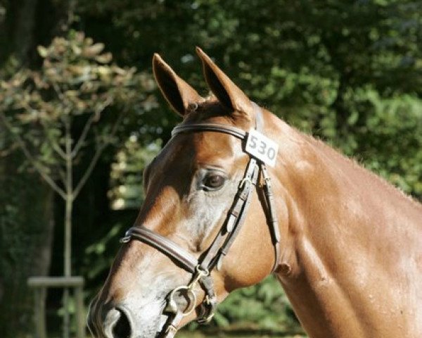 horse Rapsodie des Ajoncs (Selle Français, 2005, from Fidji du Fleury)