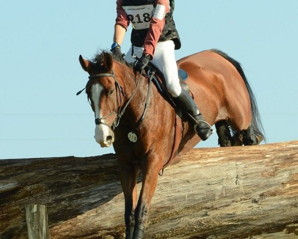 horse Randzo de Bonnefond (Selle Français, 2005, from Soir d'Avril V)