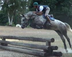 horse Aunis de Charlotte (Selle Français, 2010, from Joly Fly des Forets)