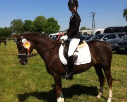 dressage horse Valerie 61 (German Riding Pony, 2008, from Van Heinrich)