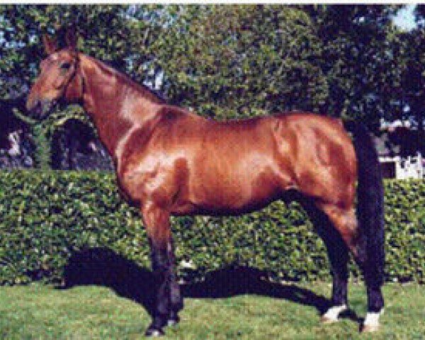stallion Echo des Forets II (Selle Français, 1992, from Jalisco B)