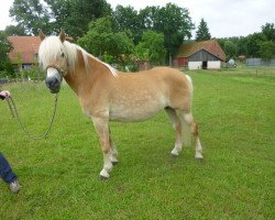 Pferd Wild Lady (Haflinger, 2009, von Wunderknabe)