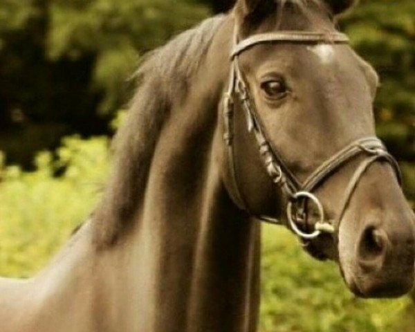 horse Avalon's DJ (Hanoverian, 2001, from Acobat II)