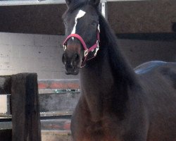 broodmare Fodralys (Westphalian, 2002, from Foxiland xx)