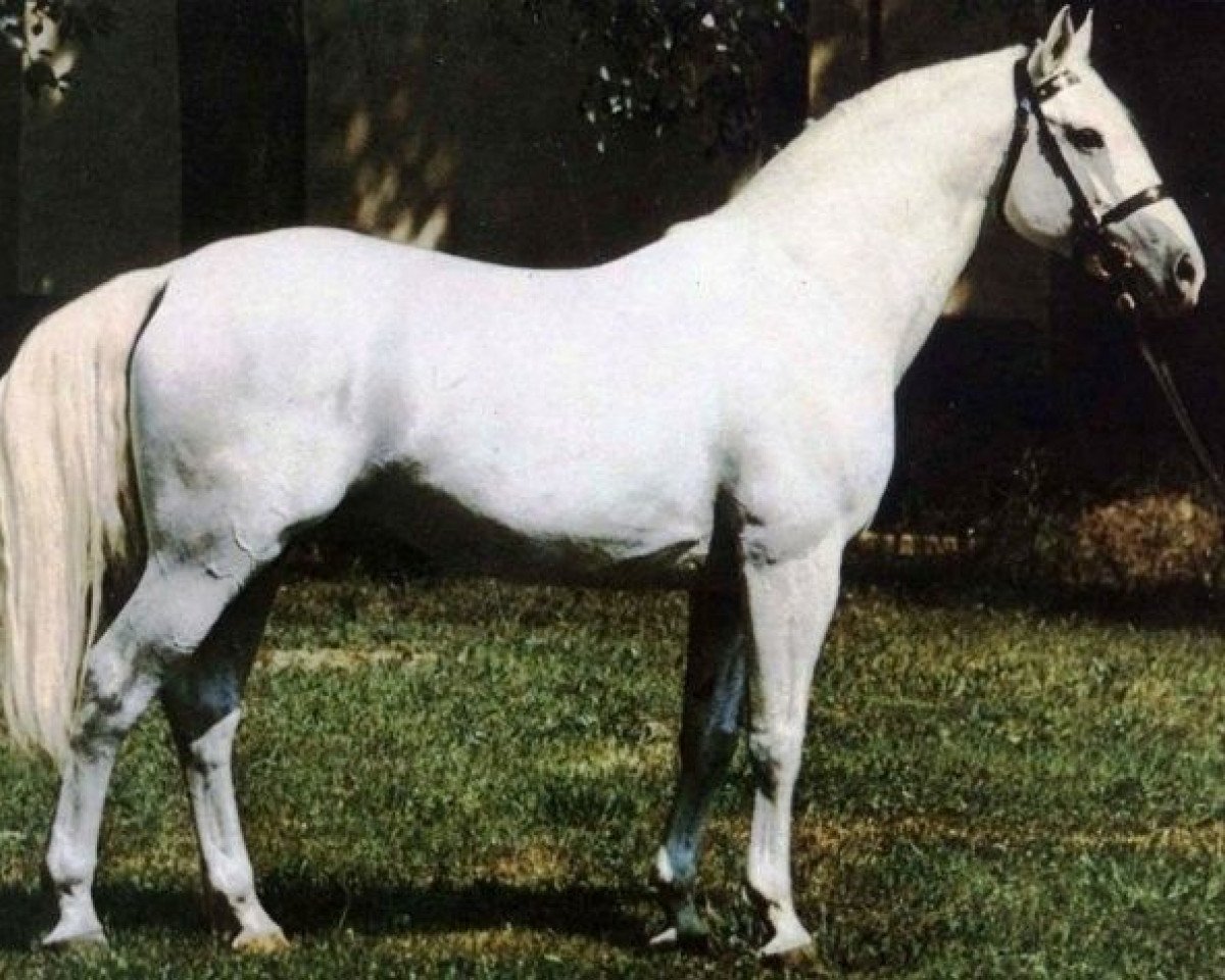 stallion Ramzes III (Kisber-Felver, 1969, from Ramzes Junior)
