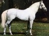 stallion Ramzes III (Kisber-Felver, 1969, from Ramzes Junior)
