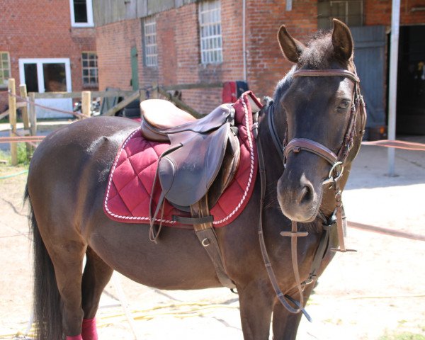 Pferd Paulinchen 35 (Isländer-Mix, 2002)