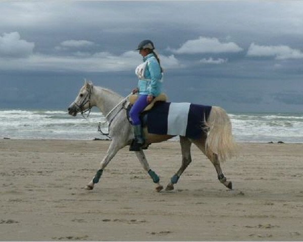 stallion Siddhi du Vivarais ox (Arabian thoroughbred, 1996, from Marzouck 1969 ox)