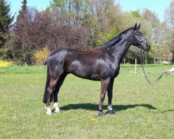 jumper Senseo 2 (Hanoverian, 2007, from Silvio I)