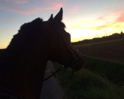 dressage horse Schwalbentanz (Trakehner, 2010, from Songline)